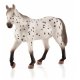 Mojo Appaloosa Hingst